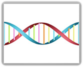 DNA anal�za metabolick�ch typ�